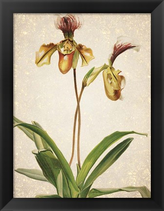 Framed Orchids  1 Print