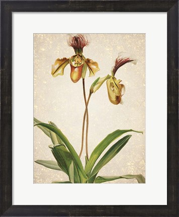 Framed Orchids  1 Print