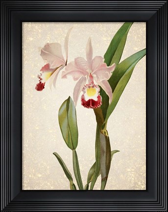 Framed Orchids  2 Print