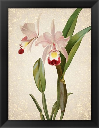 Framed Orchids  2 Print