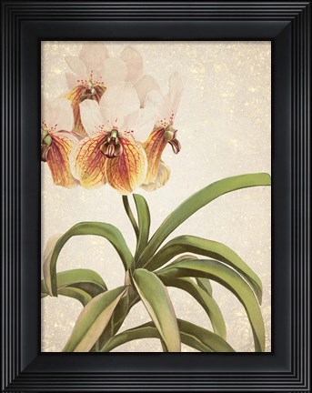 Framed Orchids 3 Print
