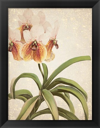 Framed Orchids 3 Print