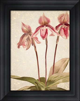 Framed Orchids 4 Print