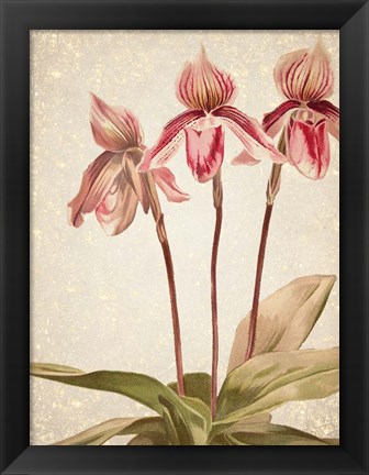 Framed Orchids 4 Print