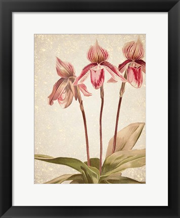 Framed Orchids 4 Print