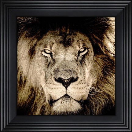 Framed Gaze Print