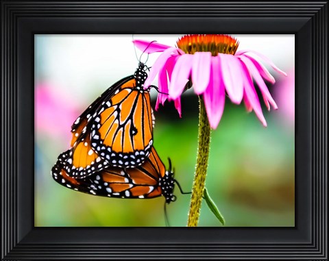Framed 2 Butteflies Hanging Print