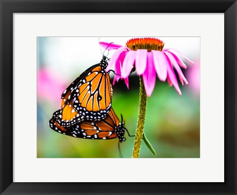 Framed 2 Butteflies Hanging Print