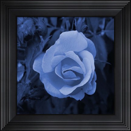 Framed Blue Flower 2 Print