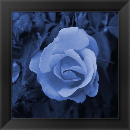 Framed Blue Flower 2 Print