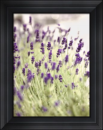 Framed Lavender 2 Print