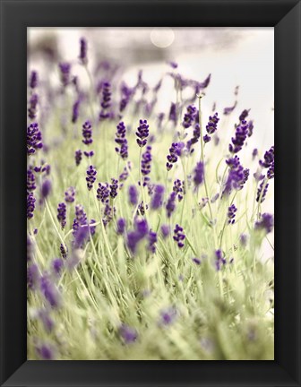 Framed Lavender 2 Print