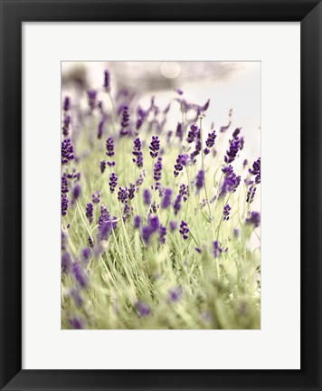 Framed Lavender 2 Print