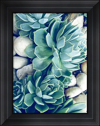 Framed Succulents no words Print