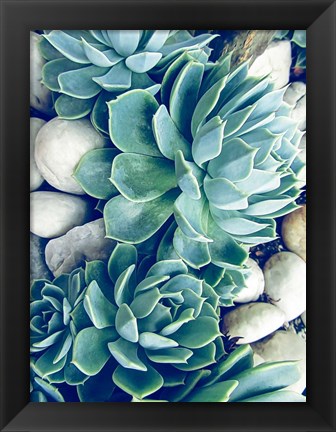 Framed Succulents no words Print