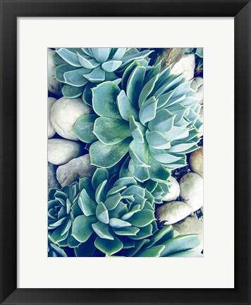 Framed Succulents no words Print