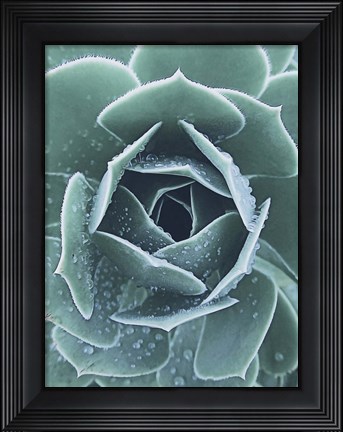 Framed Succulent With Dew 1 Print