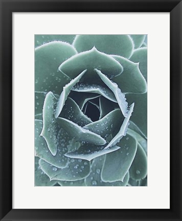 Framed Succulent With Dew 1 Print