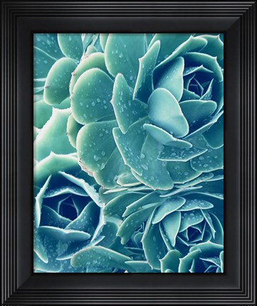 Framed Succulents With Dew 2 Print