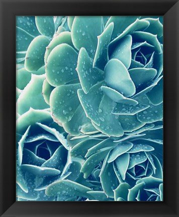 Framed Succulents With Dew 2 Print