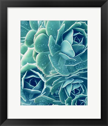 Framed Succulents With Dew 2 Print