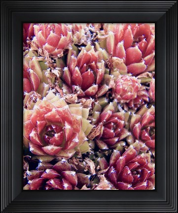 Framed Red Succulents New Born 1 Print