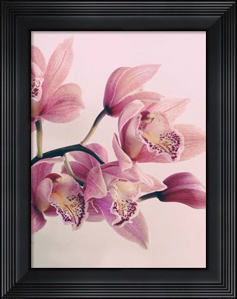 Framed Pink Orchids Print