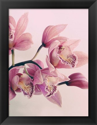 Framed Pink Orchids Print