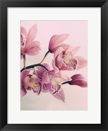 Framed Pink Orchids Print