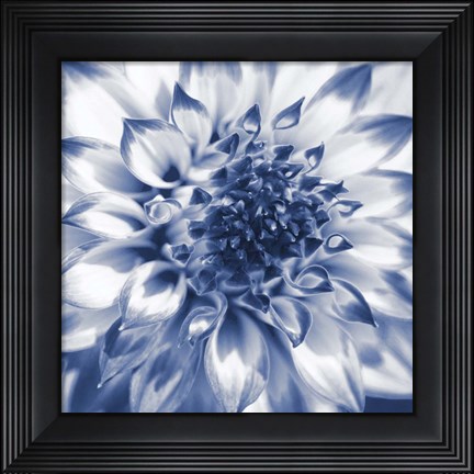 Framed Navy Dahlia 2 Print