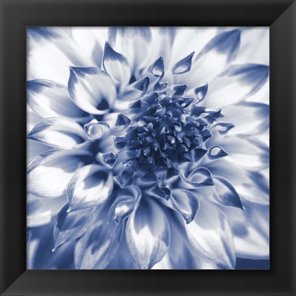 Framed Navy Dahlia 2 Print