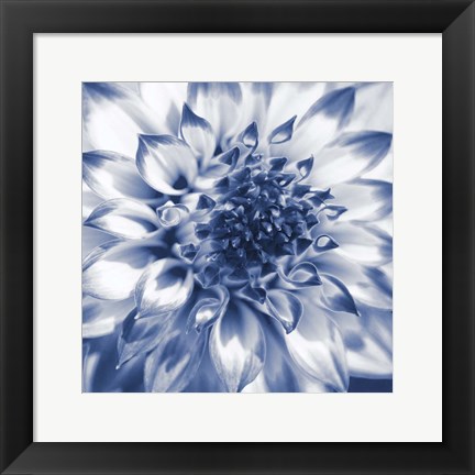 Framed Navy Dahlia 2 Print