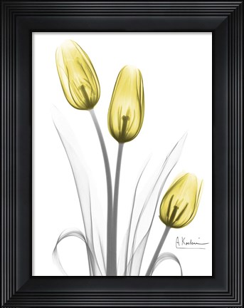 Framed Illuminating Tulip Trio Print