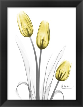 Framed Illuminating Tulip Trio Print
