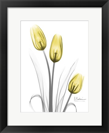 Framed Illuminating Tulip Trio Print