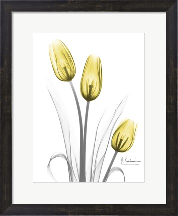 Framed Illuminating Tulip Trio Print