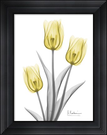 Framed Illuminating Tulip Trio 2 Print