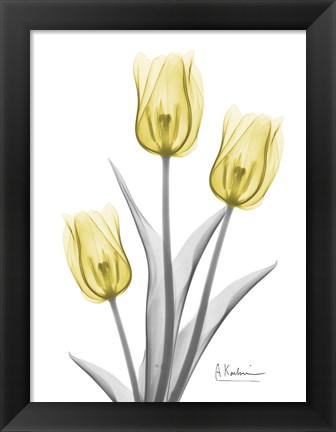 Framed Illuminating Tulip Trio 2 Print