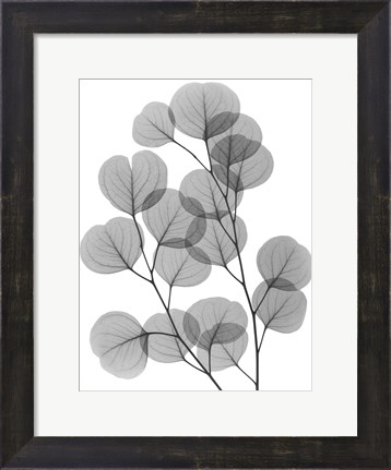 Framed Eucalyptus Bunch Print