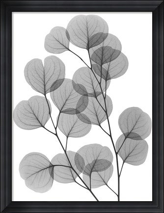 Framed Eucalyptus Bunch Print