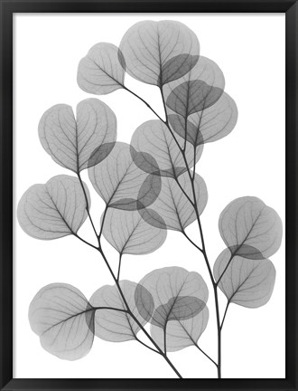 Framed Eucalyptus Bunch Print