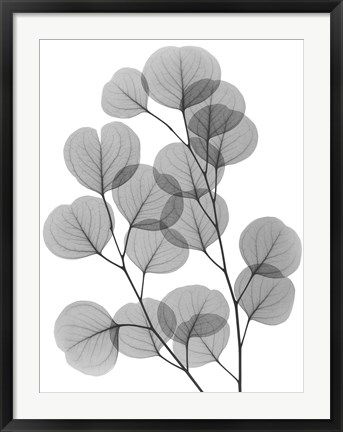 Framed Eucalyptus Bunch Print