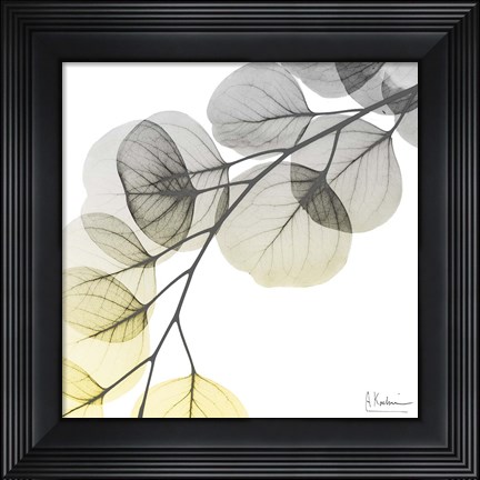 Framed Brilliant Eucalyptus 1 Print