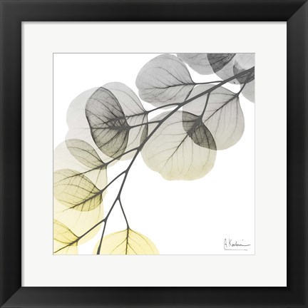 Framed Brilliant Eucalyptus 1 Print