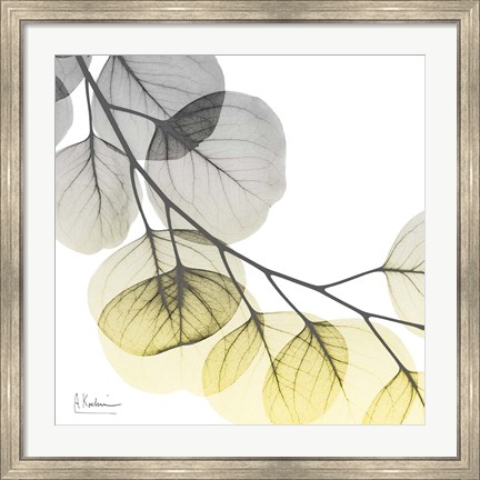 Framed Brilliant Eucalyptus 2 Print
