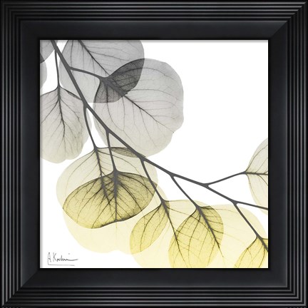 Framed Brilliant Eucalyptus 2 Print