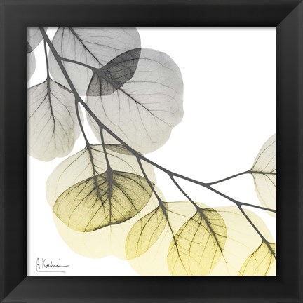 Framed Brilliant Eucalyptus 2 Print