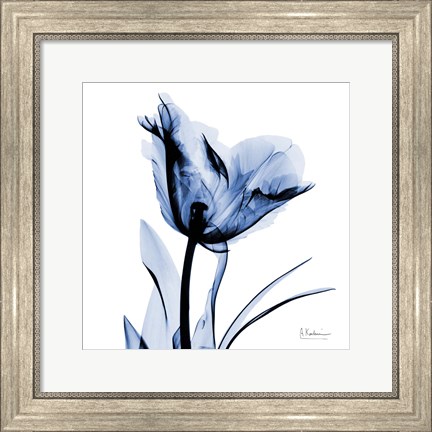 Framed Indigo Softened Tulip Print