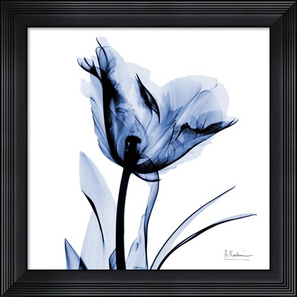 Framed Indigo Softened Tulip Print
