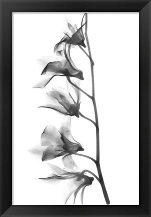 Framed Orchid Print